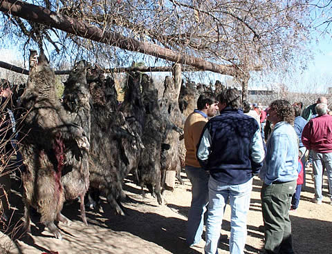 Torneo Argentino de Caza de Jabalí 2011